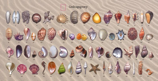 Schelpenorakel