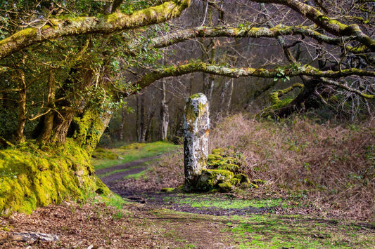 Keltische bomen