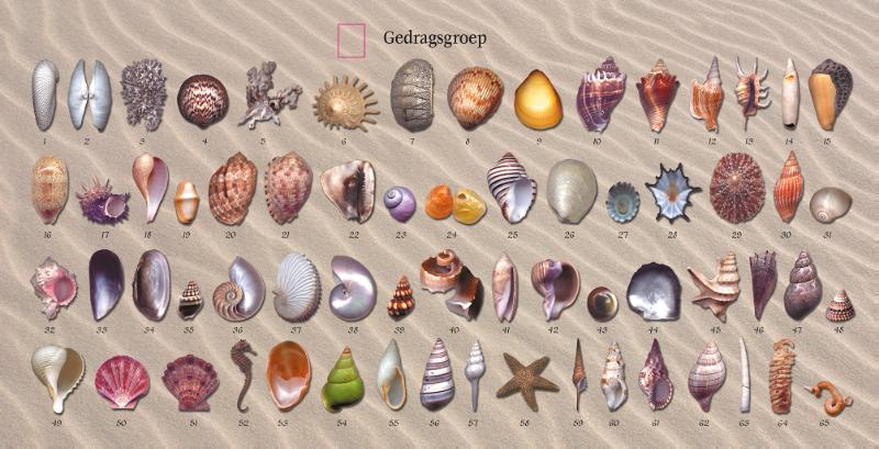 Schelpenorakel