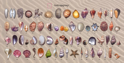 Schelpenorakel